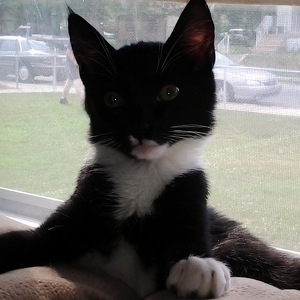 Fundraising Page: Gina Damato